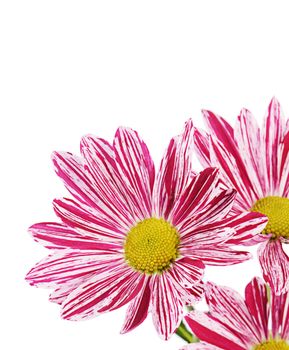 Flower pink chrysanthemums on isolated white background