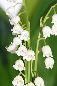 The lily of the Valley - Convallaria Majalis 