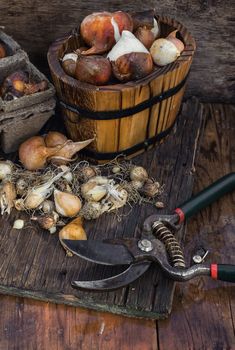The bulbs of different plants and flowers in wooden tub.