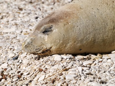 Mediterranean monk seal relax on pebble beach