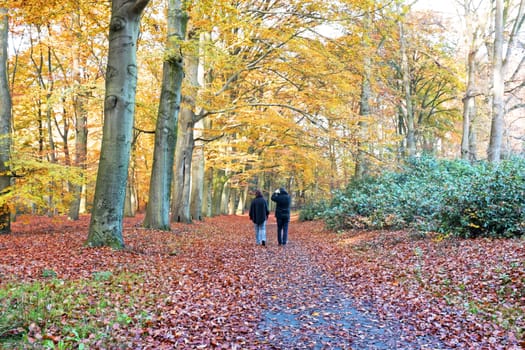 Fall in forest in the Netherlands