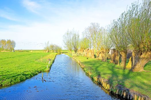 Spring in the countryside from the Netherlands