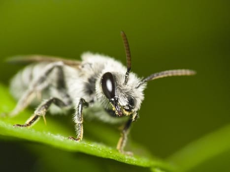 Mining bee (Andrena sp.) resting on leaf