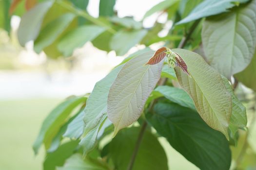 Leaflet of Quisqualis indica or Rangoon Creeper with green leaves.