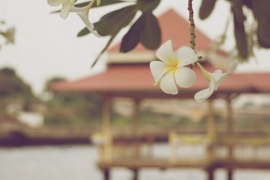 White and yellow plumeria have blur pavilion at riverside as background in vintage style.