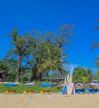 Surf boards on the beach with a palm tree.