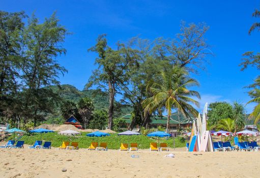 Surf boards on the beach with a palm tree.