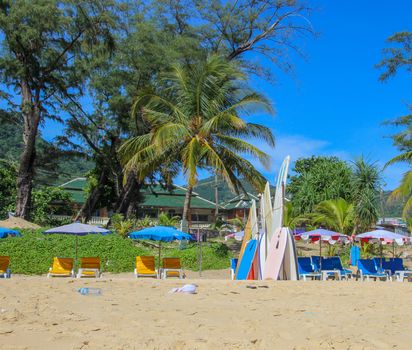 Surf boards on the beach with a palm tree.