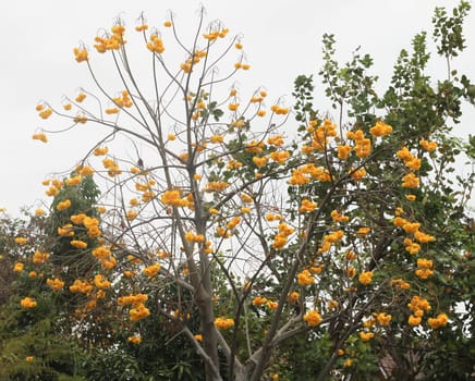 Tree with yellow flowers and sky.