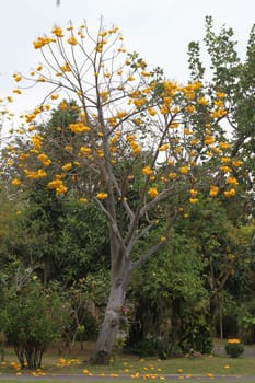 Tree with yellow flowers and sky.