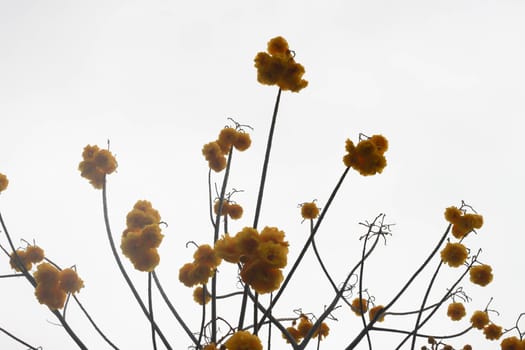 Tree with yellow flowers and sky.