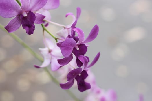 Orchid Purple flower bokeh background