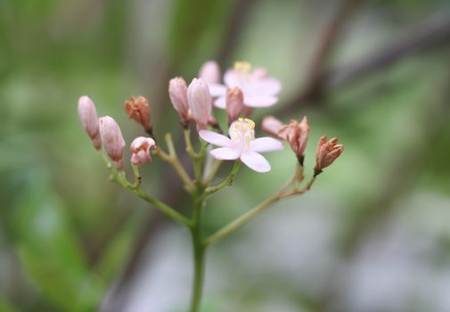 Ixora small pink soft background