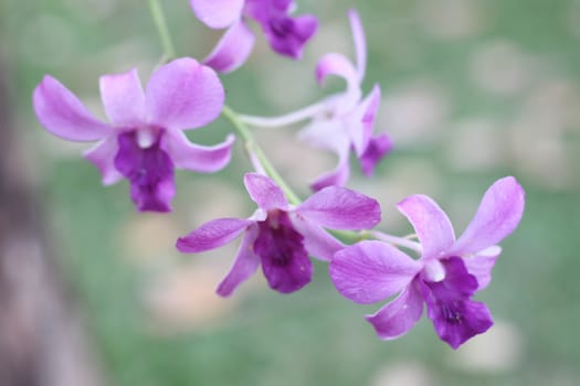 Orchid Purple flower bokeh background