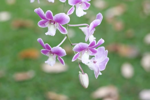 Orchid Purple flower bokeh background