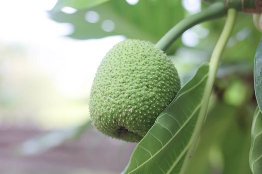 Jackfruit tree green in garden