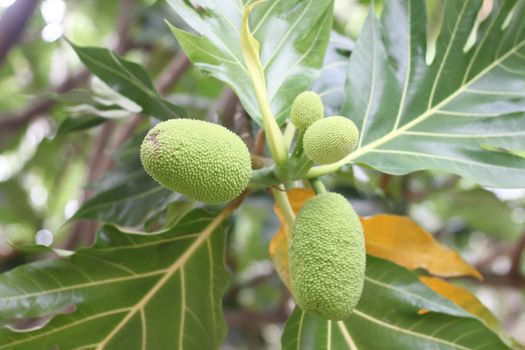 Jackfruit tree green in garden