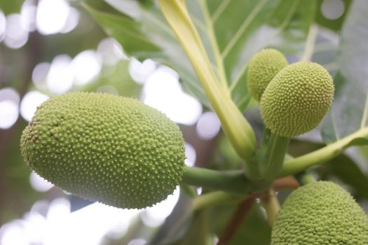 Jackfruit tree green in garden