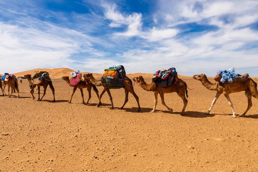 caravan of camels in the Sahara desert in Morocco