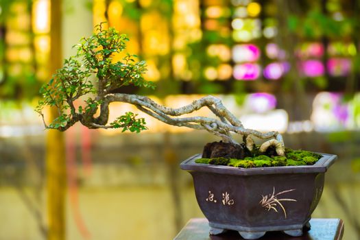 Close up shot bonsai on bokeh background, nature background