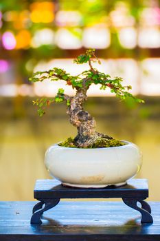 Close up shot bonsai on bokeh background, nature background