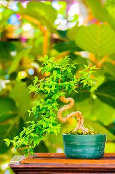 Close up shot bonsai on bokeh background, nature background