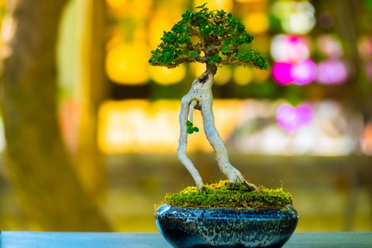 Close up shot bonsai on bokeh background, nature background