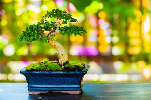 Close up shot bonsai on bokeh background, nature background