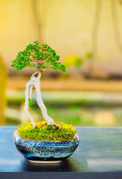 Close up shot bonsai on bokeh background, nature background