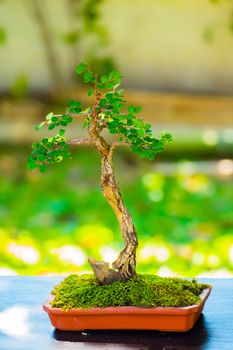 Close up shot bonsai on bokeh background, nature background