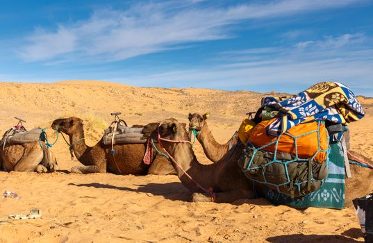 camel lying on the sand in the Sahara desert, Morocco