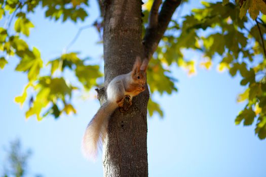 Squirrel on the tree eats nuts. Autumn