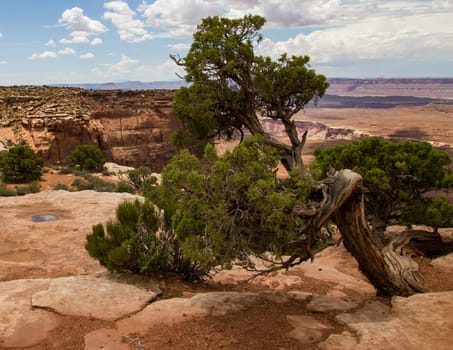 A Utah Juniper tree along a canyon rim of Canyonlands National Park in Utah.