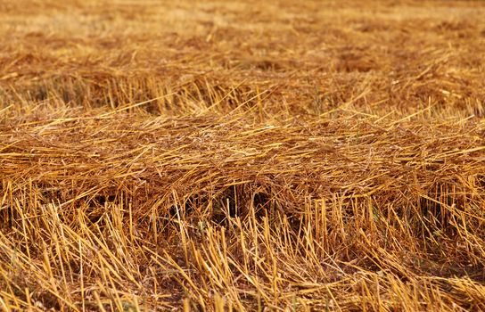 hay straw stack texture on field, agriculture background