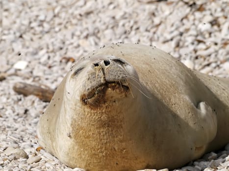 Mediterranean monk seal relax on pebble beach