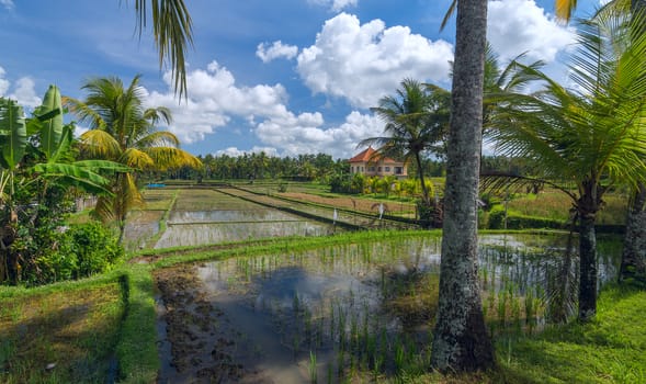 House on rice field at the town of Ubud in Bali in sunny summer day
