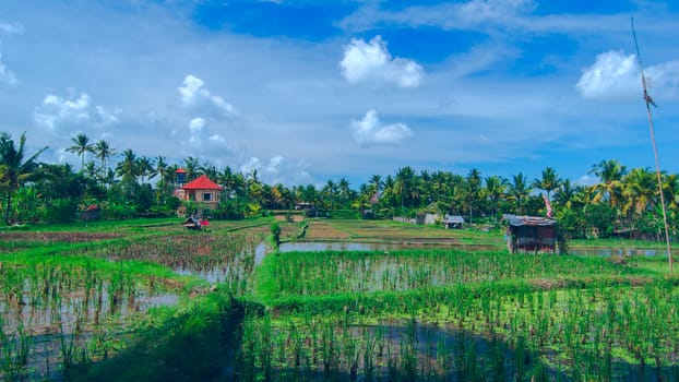 Lonely house on sunny rice field at the town of Ubud in Bali in summer day