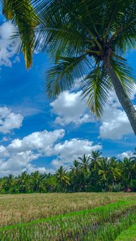 Palm tree on the background of rice field near town Ubud on Bali in summer sunny day