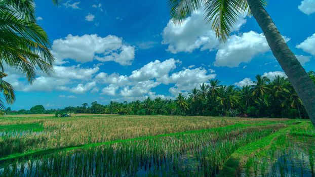 Sunny rice field at town Ubud on Bali in summer day