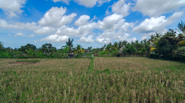 Rice field at town Ubud on Bali in summer sunny day