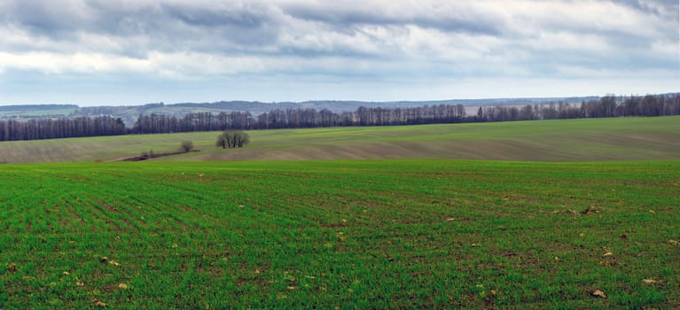 Green Grass Field Landscape with fantastic clouds in the background