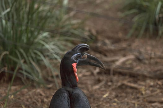 Abyssinian ground hornbill, Bucorvus abyssinicus, bird is black with feathers that look like thick eye lashes. Males have a red bib. Females are all black. This bird can be found in Africa.