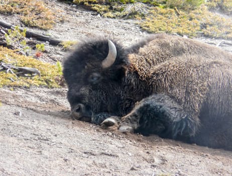 Closeup of faded american bison with head in steam from geyser in Yellowstone National Park.