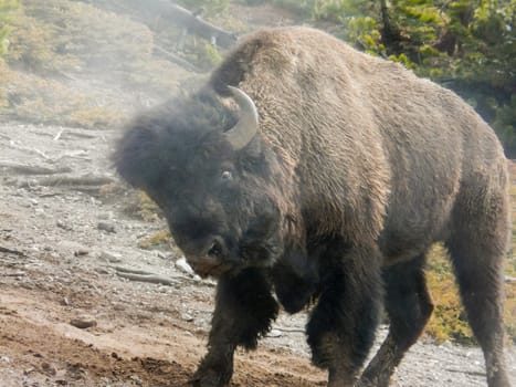 Closeup of faded american bison with head in steam from geyser in Yellowstone National Park.