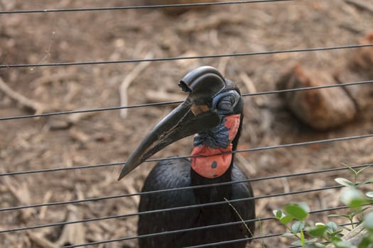 Abyssinian ground hornbill, Bucorvus abyssinicus, bird is black with feathers that look like thick eye lashes. Males have a red bib. Females are all black. This bird can be found in Africa.