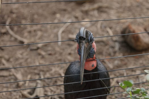 Abyssinian ground hornbill, Bucorvus abyssinicus, bird is black with feathers that look like thick eye lashes. Males have a red bib. Females are all black. This bird can be found in Africa.