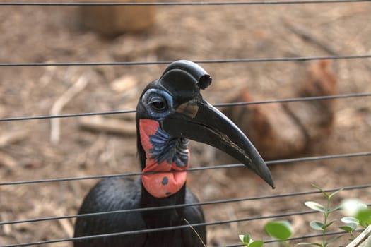 Abyssinian ground hornbill, Bucorvus abyssinicus, bird is black with feathers that look like thick eye lashes. Males have a red bib. Females are all black. This bird can be found in Africa.
