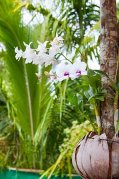 Orchid flowers planted in coconut shell with green palms on background