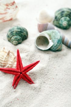Vacation concept. Abstract composition with few shells on sand background
