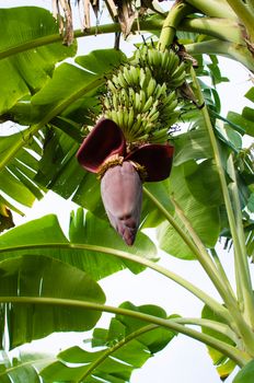 Banana tree with a blossom